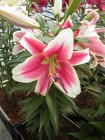 [1755 CandyClub No01.JPG]